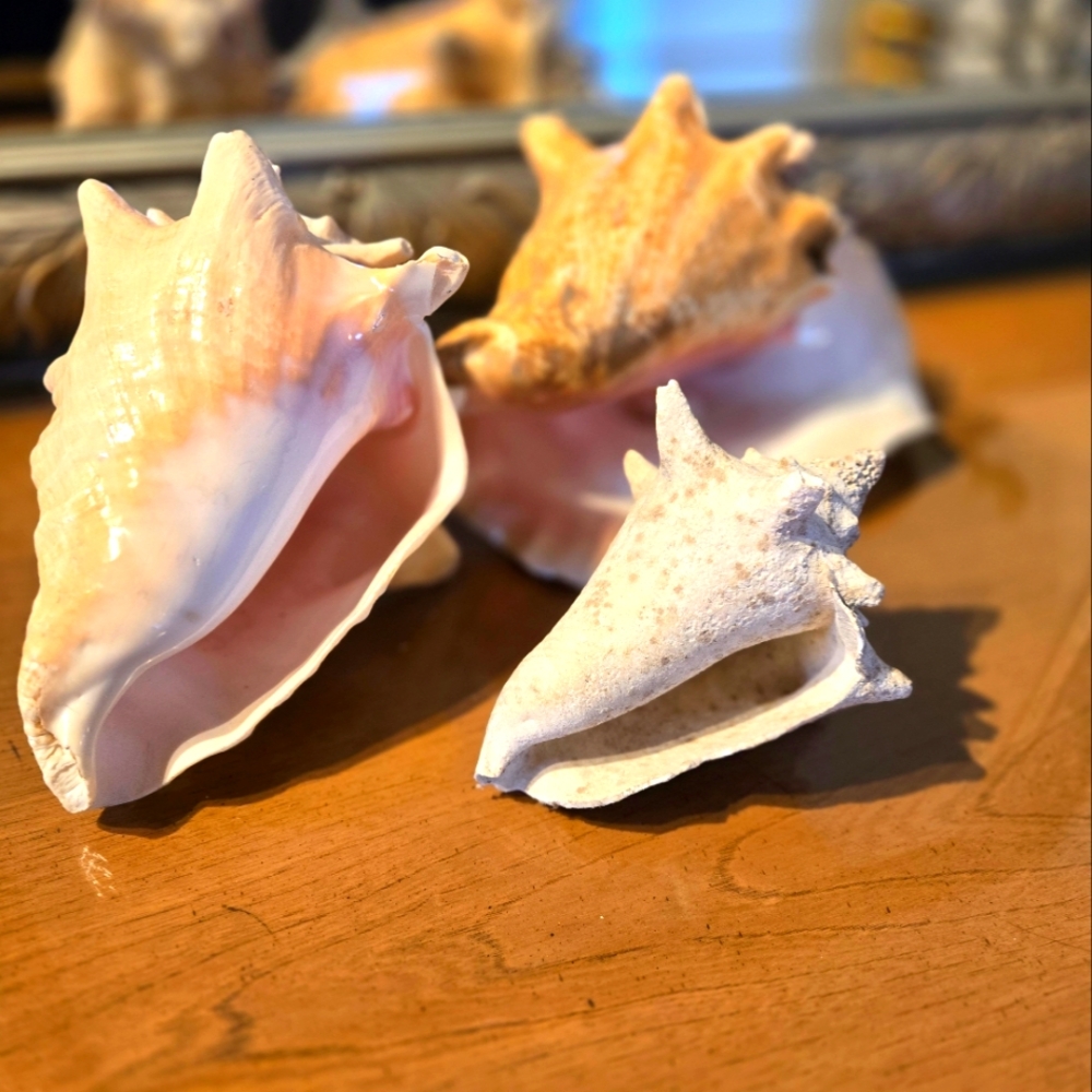 Vintage SOUTH american Conches